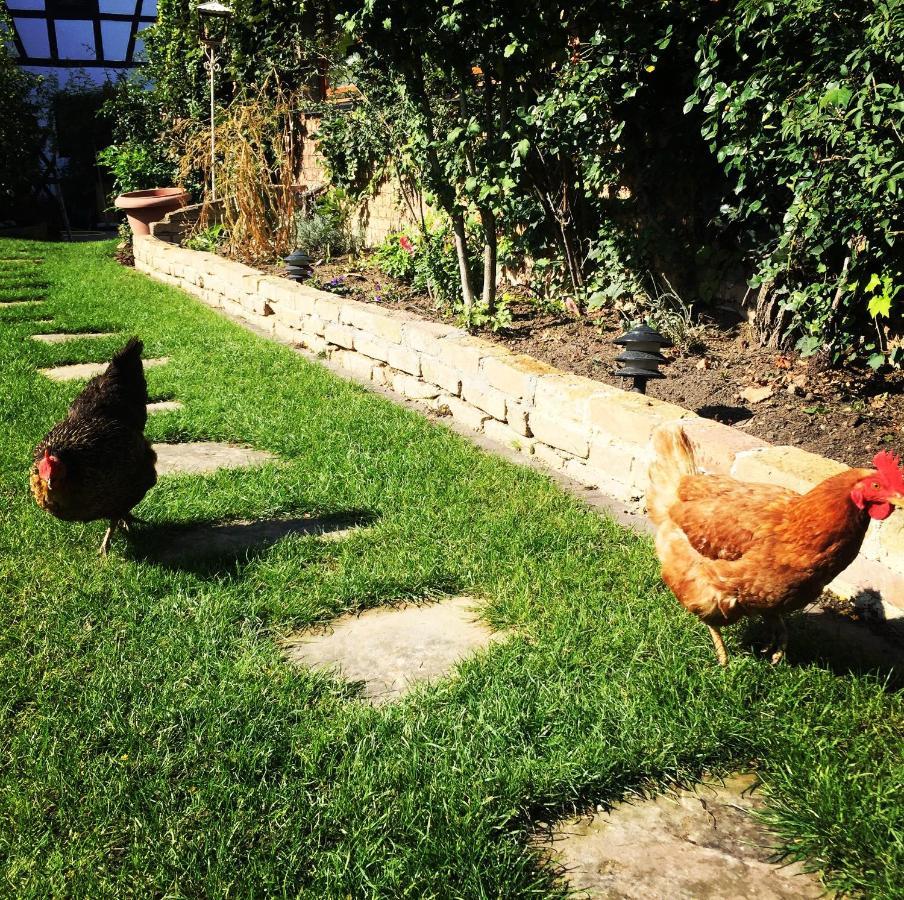 La Grange Aux Coqs Bed and Breakfast Ittenheim Εξωτερικό φωτογραφία